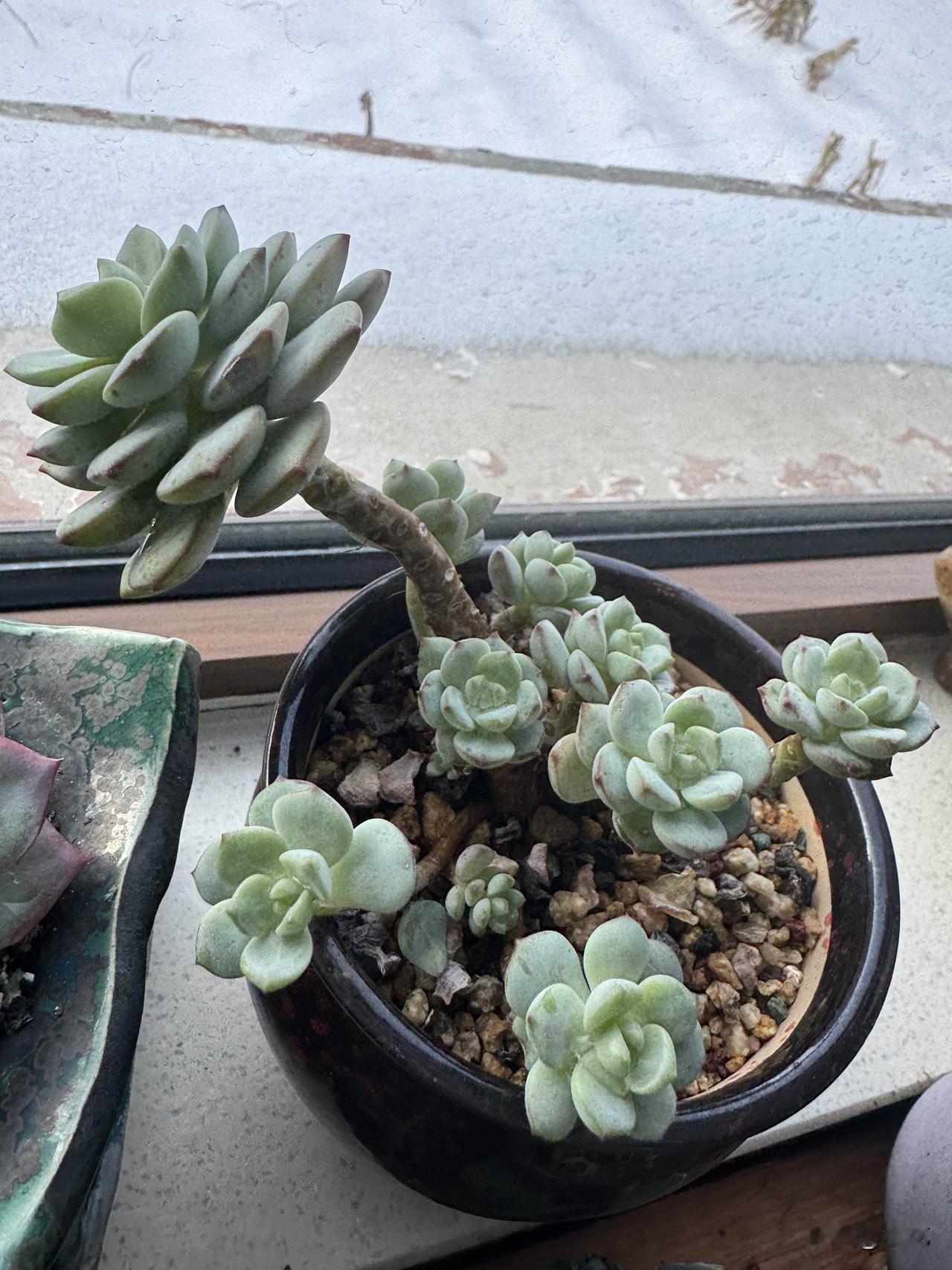 我家这盆多肉香草可太能生了，爆了好多小崽，就跟子孙满堂似的。不过它这颜色实在太让