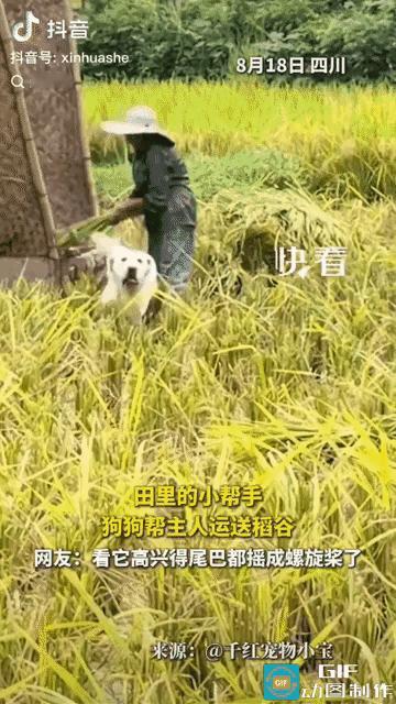 “上新华社了！”四川，一片金黄的稻田里，丈夫负责打稻谷，妻子负责割，干得热火朝天