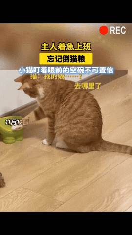 杭州，一女孩早上起晚了，慌慌张张出门上班连早饭都没顾上吃，家里的猫也忘了喂。中午