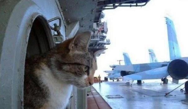 航母上为什么要养猫？是为了抓老鼠？那你就错了，现在航母上的猫可不是为了抓老鼠，而