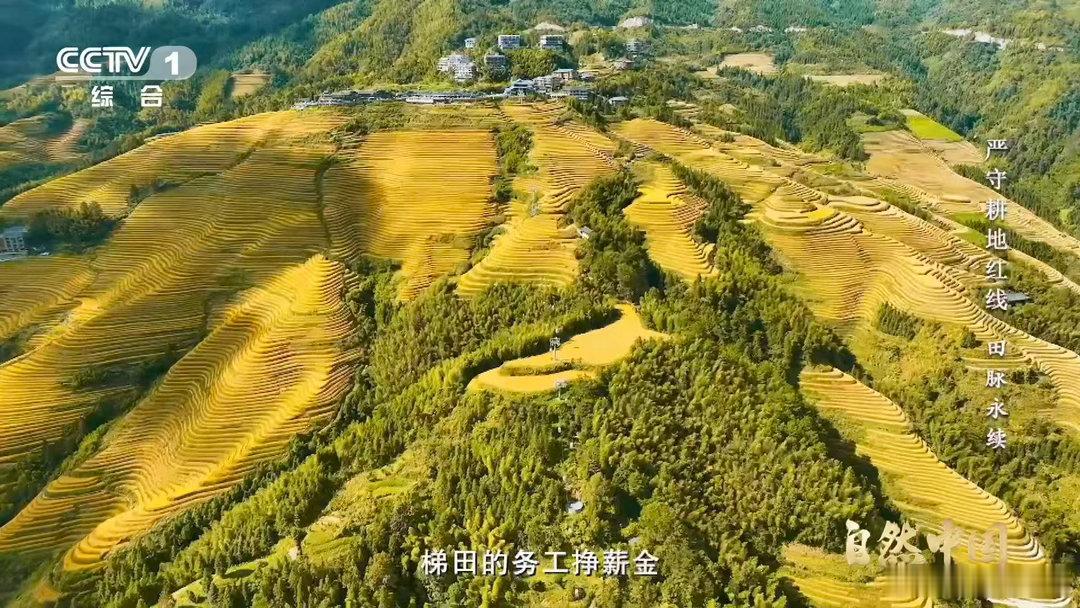 中国梯田美成油画漫步山间，望着连绵起伏的田垄，线条柔美、色彩浓郁，像极了大师笔