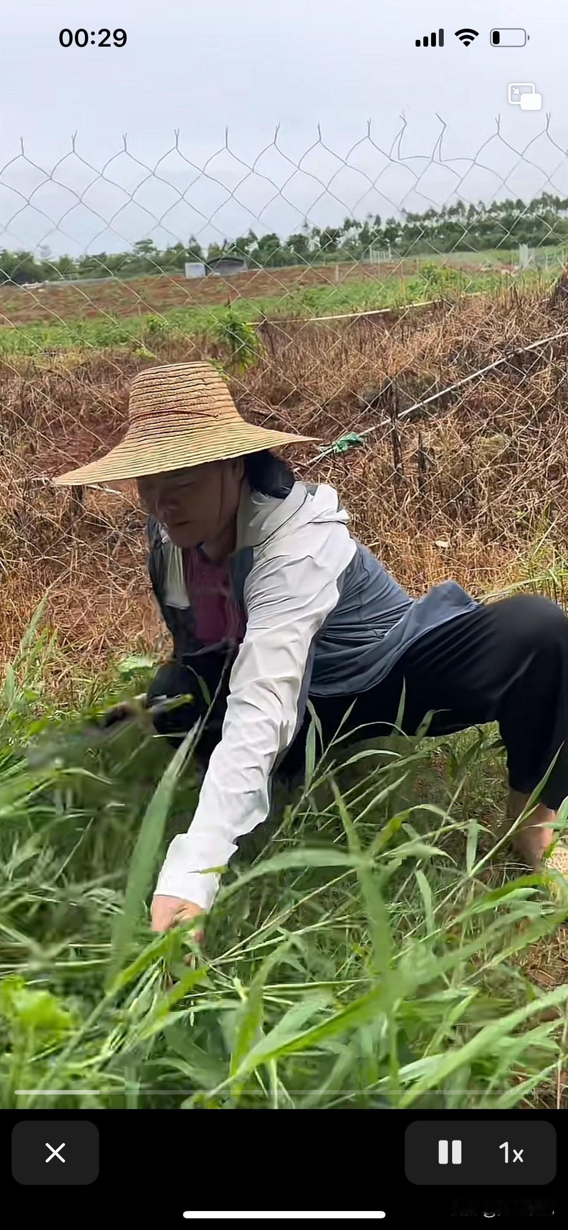 全红婵爸爸死心眼，都不懂得怜香惜玉，全妈累死累活的，还有常年有病在身，这种苦力活