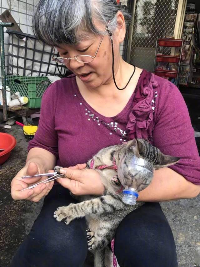 网友的妈妈自制猫咪口罩剪指甲，超级天才的设计有够巧妙....