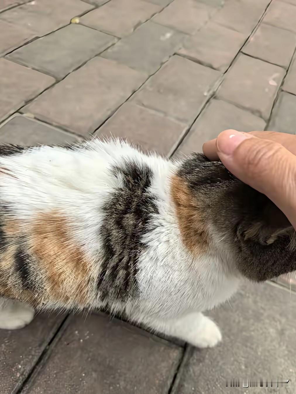 饭店开业遇“神秘客”！30万新店靠只猫迎好运老板刚投30万盘下的饭店开门，