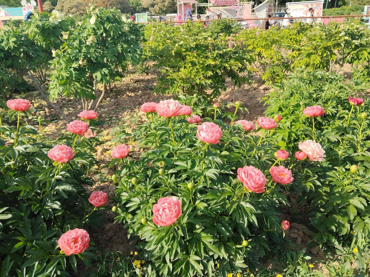 喜欢很多，最喜欢的有宋朝郑刚中的《牡丹》。