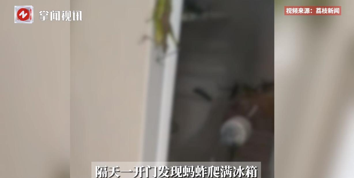 “离了个大谱！”近日，贵州安顺，一男子购买了一瓶蚂蚱后，误以为它们都已经死了，便