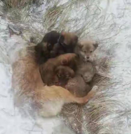 太可怜了吧！一位大叔是名护林员，由于最近大降温，他所在的地区已经大雪纷飞了，这天