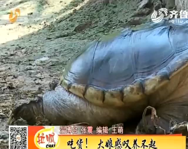怎么挑选纯佛鳄龟 17487913598787350293.jpg?id=0