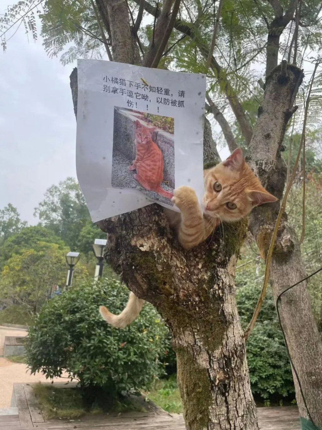 咦，这上面的小猫怎么这么像我呀！