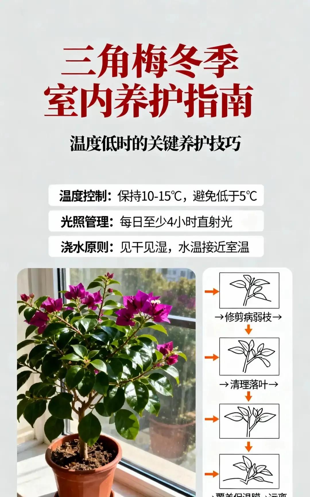 三角梅冬天被冻成光杆，花友群里一片哀嚎。我刷到个帖子，江苏一哥们连晒三盆只剩棍