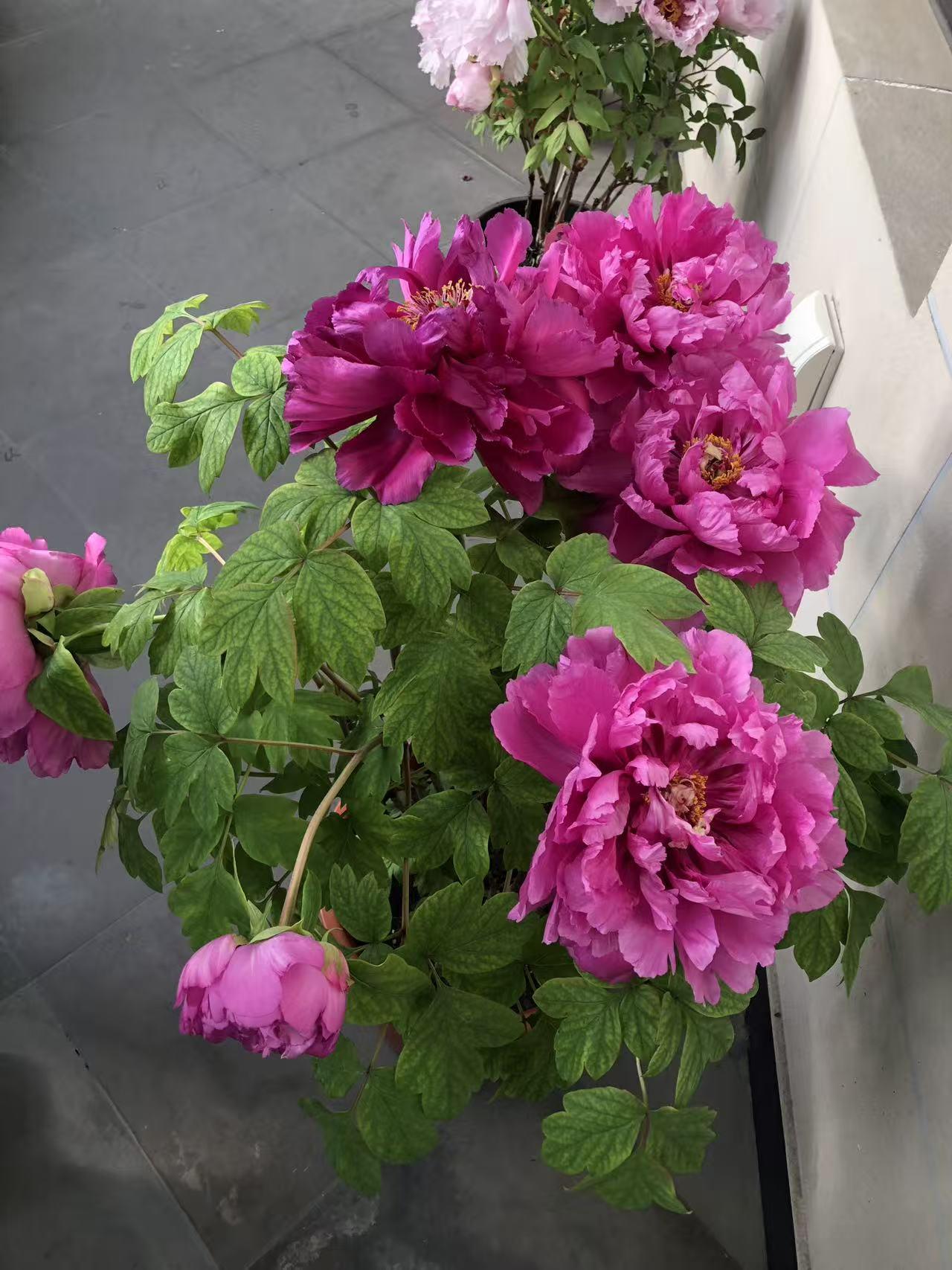 花开花落花满天,你最爱什么花?花开花落花满天，要说我最爱什么花，那非月季莫属。