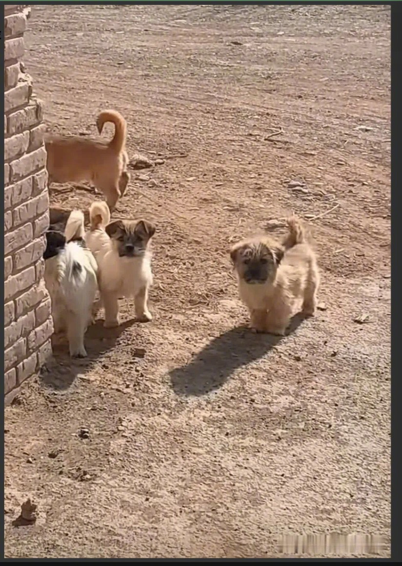 当你回家的时候，最温馨的一幕就是，所有的狗狗都聚集在门口等候着你的归来。