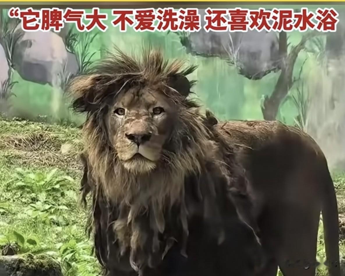 贵州一狮子不爱洗澡爆红，百兽之王沦为“犀利哥”[笑着哭]近日，贵州贵阳黔灵山动物