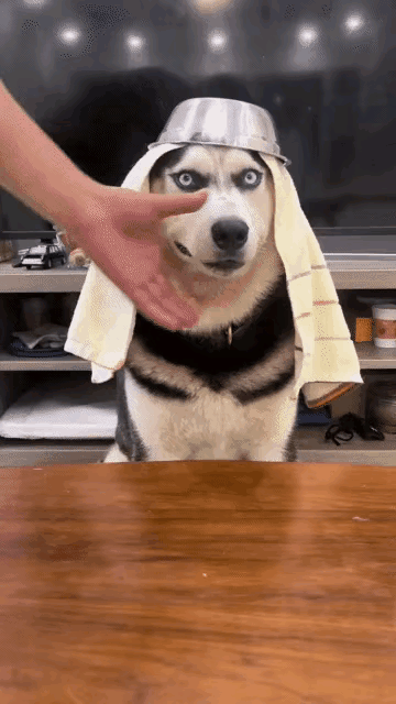 狗子一笑直接把笑点拉满，谁顶得住啊🐶