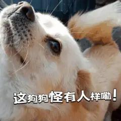 这狗狗太可爱啦[大笑][大笑][大笑]