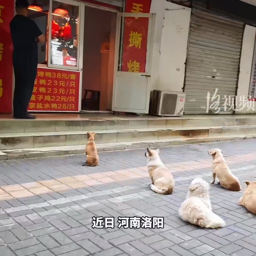 5只小狗烤鸭店排队等吃鸭屁股好仁一生平安！大叔生意兴隆！