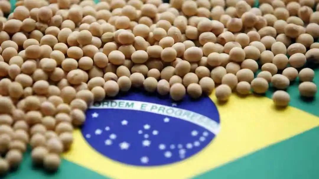 巴西傻眼吧！中国突然宣布恢复采购美国大豆，双方趋势缓和，巴西豆农之前不断给中国涨