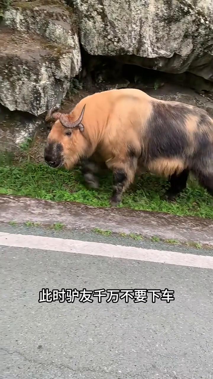 偶遇秦岭杀人王。驴友在山路上偶遇一头羚牛，同时羚牛也发现了驴友。好在它将人车当