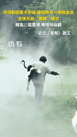 “太有意境了！”浙江，饲养员大妈看到丹顶鹤不愿意回家，就一把抱走其中一只丹顶鹤，