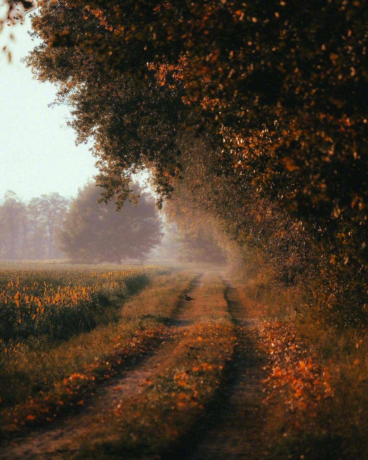 阳光，落叶，随便走走，就是很好的体验...