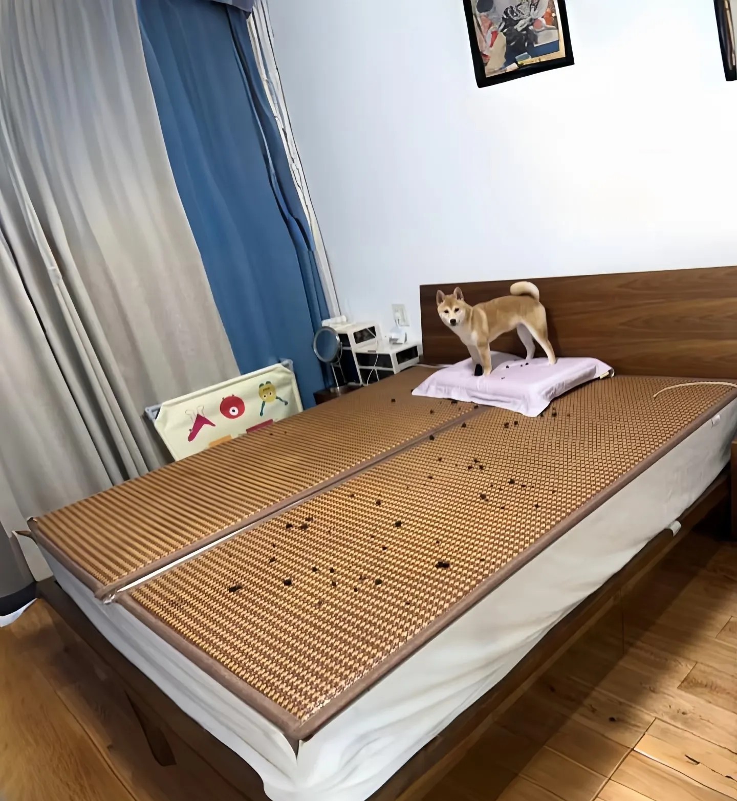 这狗还能要吗