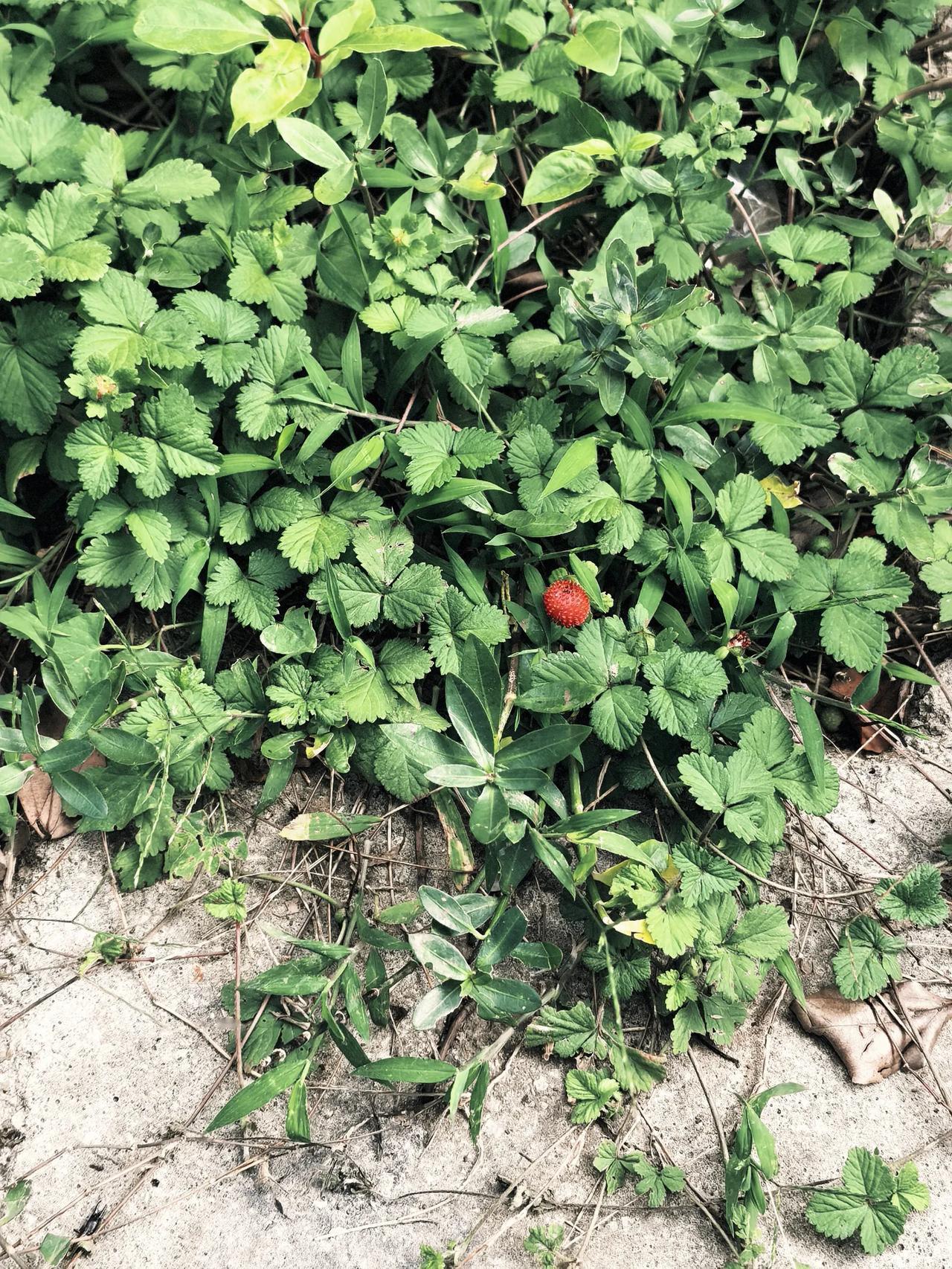 这个在我们这边叫蛇苺（蛇泡咡），你们那里叫什么？据说整棵植物连根都可以吃。