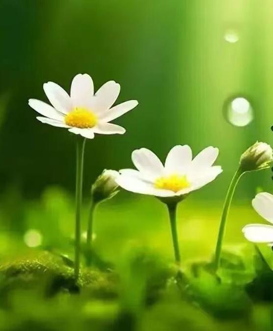 在這冰冷的冬天裏，賞一下盛夏的花朵。