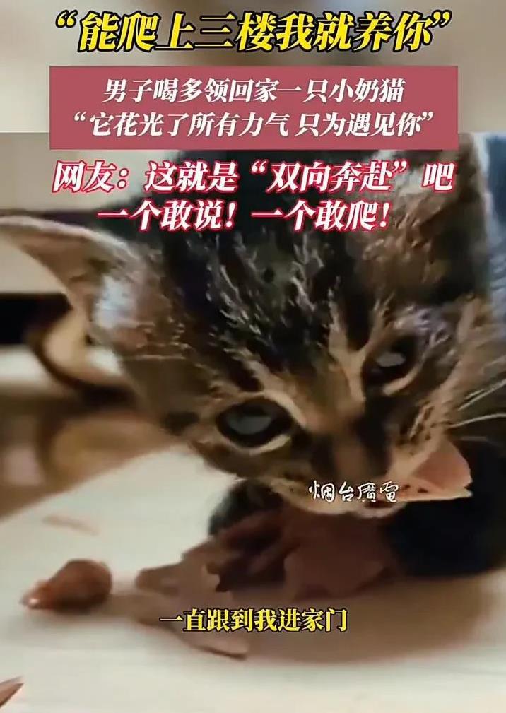 看哭了！5月1日，山东威海一名男子喝多了回家，在楼下遇到一只刚出生不久的小猫，由