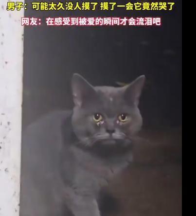 猫咪哭了？刚刷到一个视频，2025年7月14日，广东一名博主在工地上遇见一只流