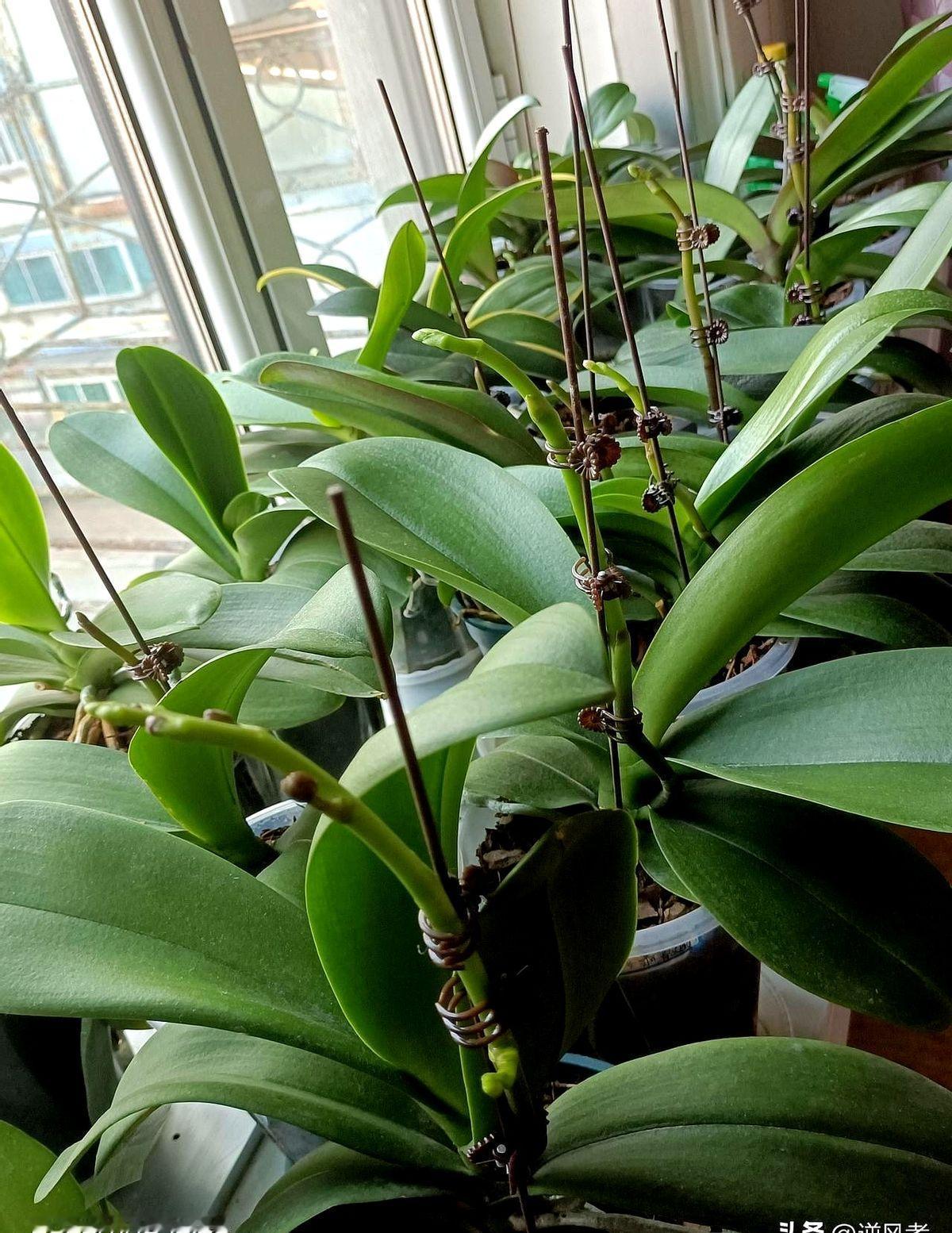 进入11月份，我家窗台上的小蝴蝶兰园已经开始花剑林立，最早萌发出花剑的两棵蝴蝶兰