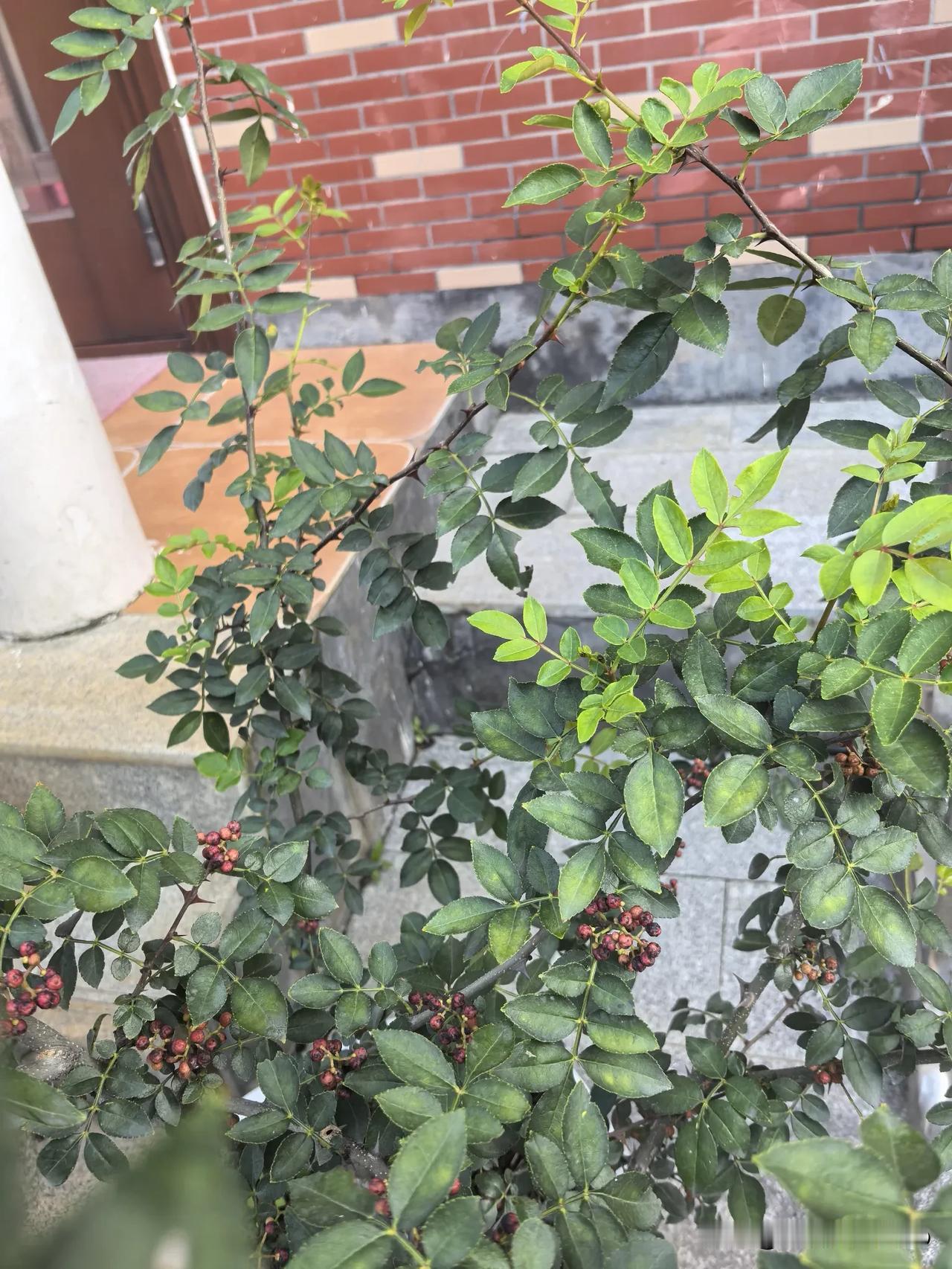 院里种了一颗花椒树，三月花椒树已经硕果累累，经过四个月风刮日晒，由原来的青豆子变