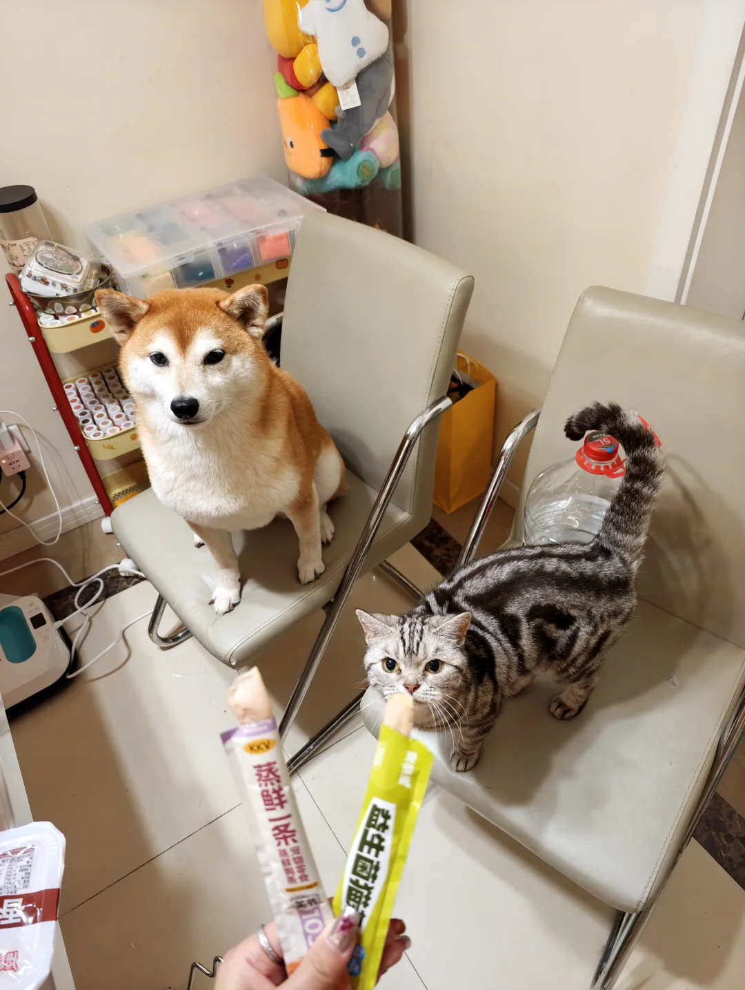 今天是国际猫咪日诶