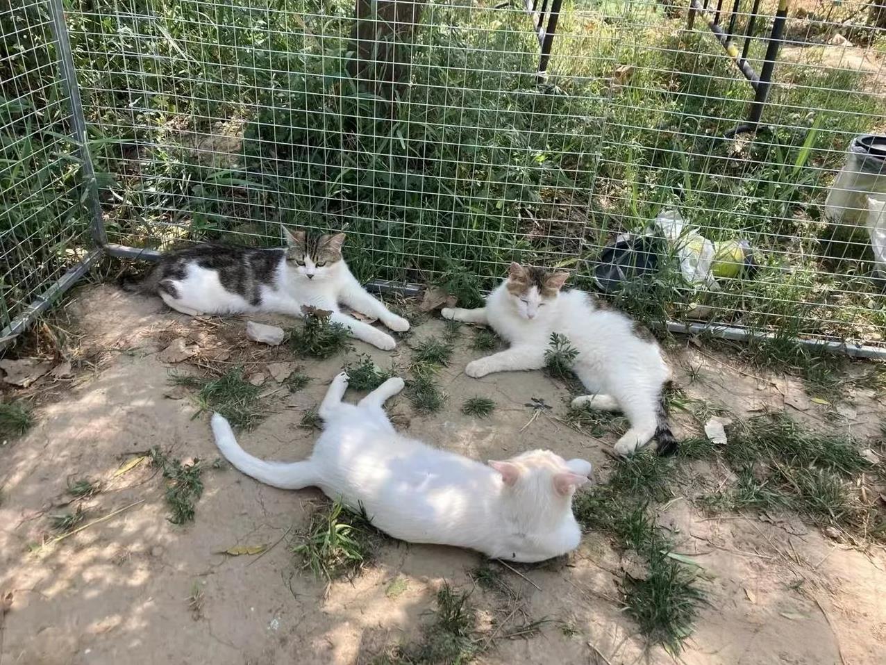 #拍一张你家猫的照片#这不是我家的猫，但却是我喂养的流浪猫。因为养猫，才发觉猫