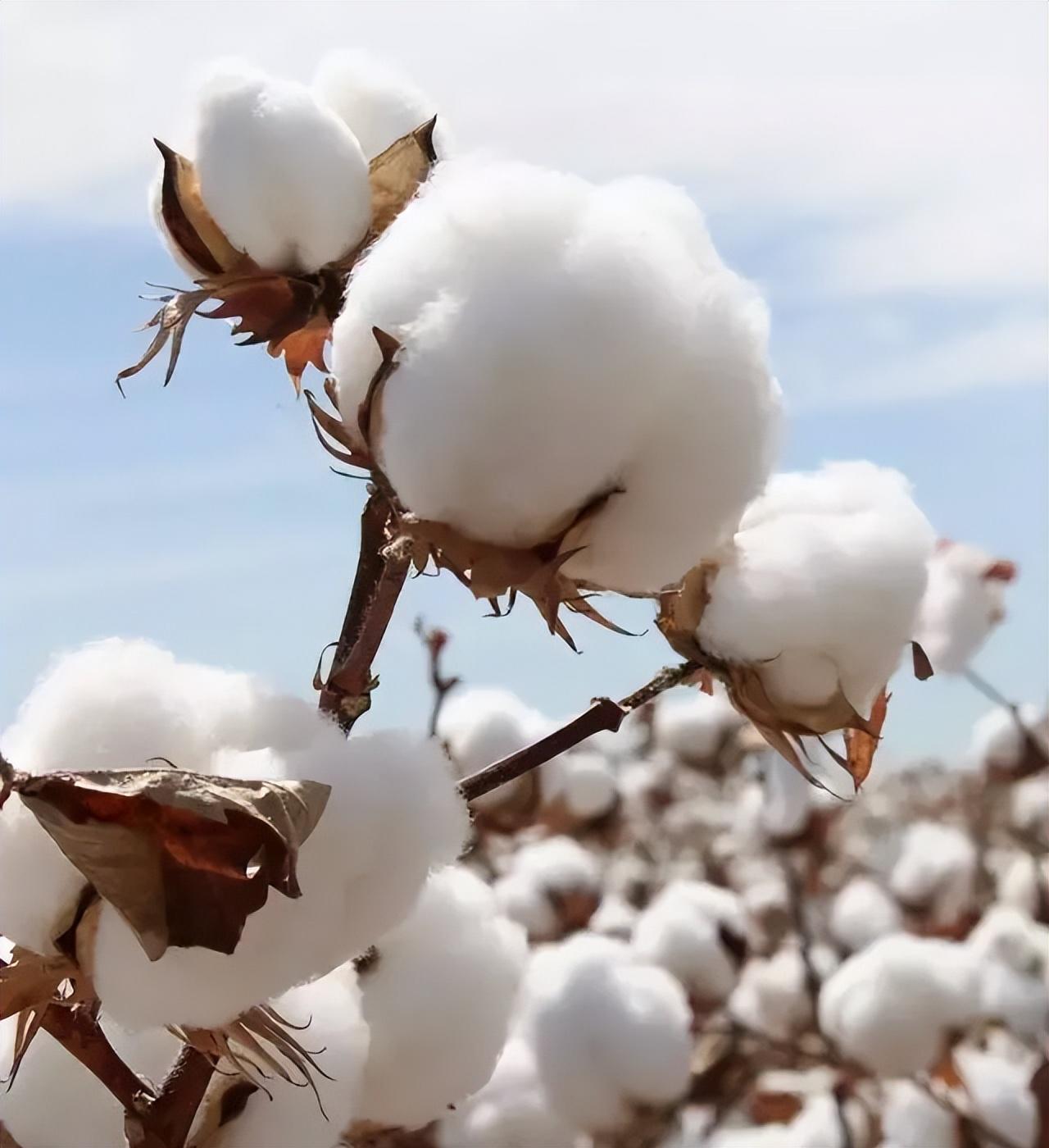 抵制新疆棉五年后，耐克、HM、优衣库现在怎么样了？数据让人意外五年前，这些国