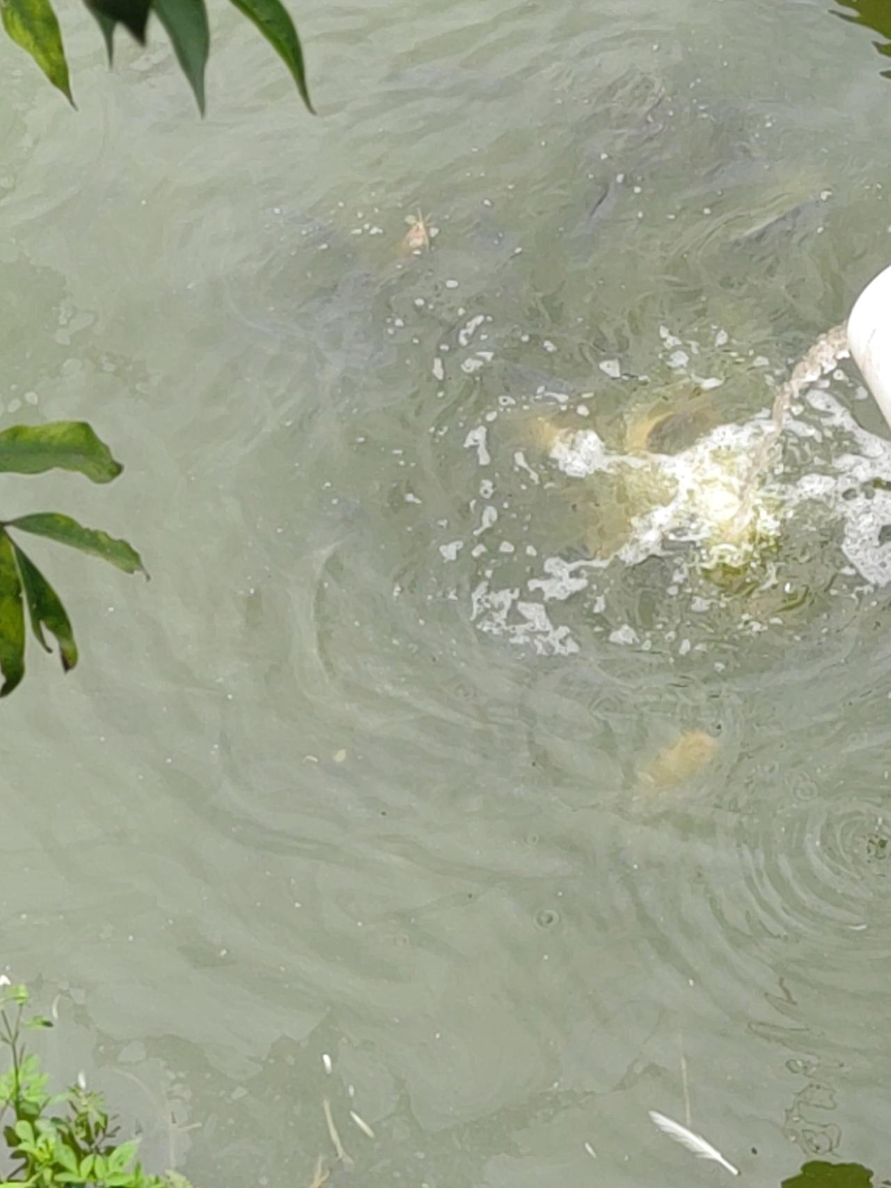 看着农庄这碧波荡漾的鱼塘，水清鱼肥的景象，馋虫都被勾起来了。想起湖南桃江，作为“