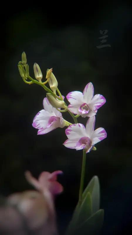 上联：梅骨清雅君子范；下联：兰心幽淡圣贤风。