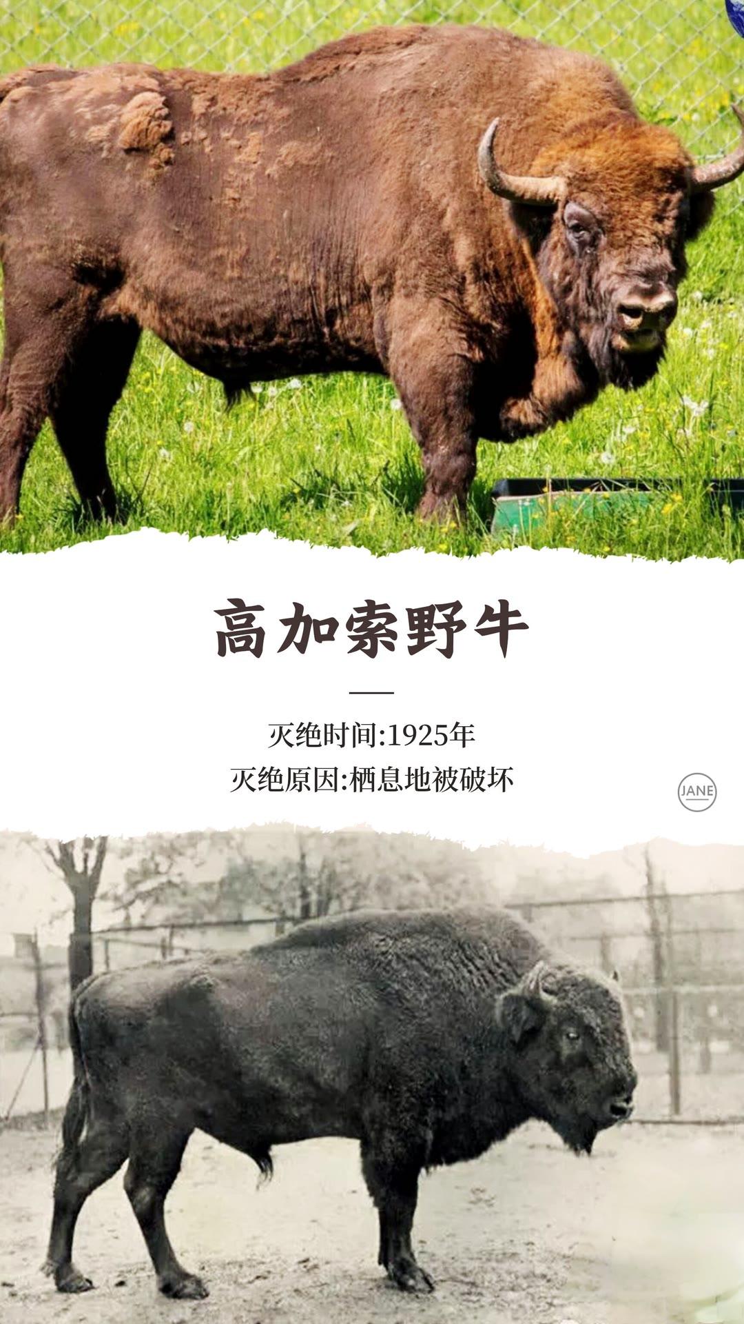 因为人类而灭绝的动物渡渡鸟长江白鲟金蟾蜍动物