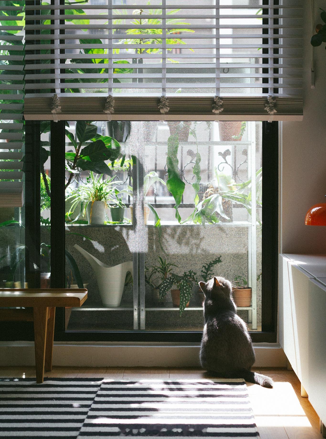 小猫在家的日常～