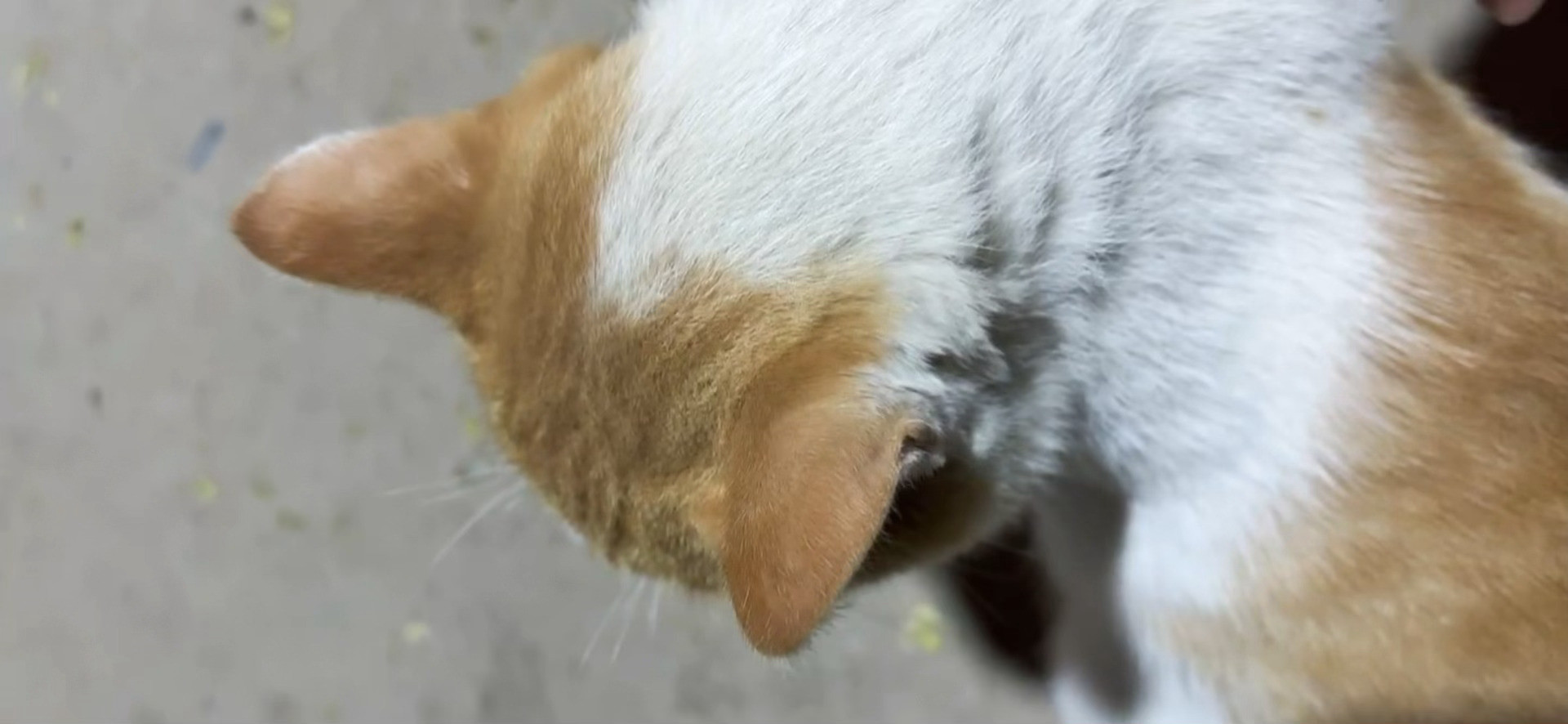 是很喜欢被人摸的咪