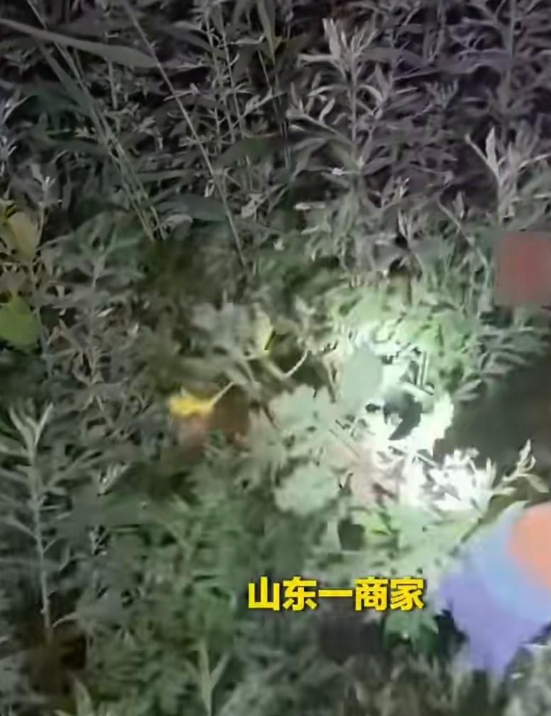 “全是利润”，商家半夜接到艾草订单，连夜路边割艾草发货，并且对商家说，河南的客户