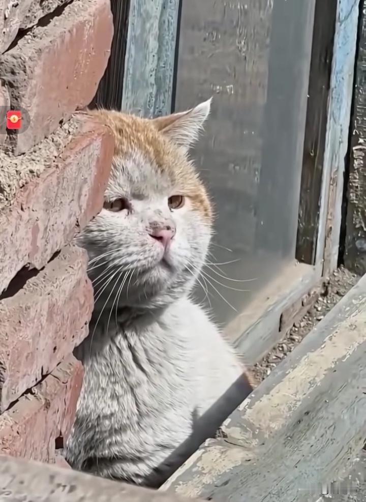 离谱，反转了！它是翻了多少垃圾桶才把自己养的这么胖？明明那么乖，却要颠沛流离，