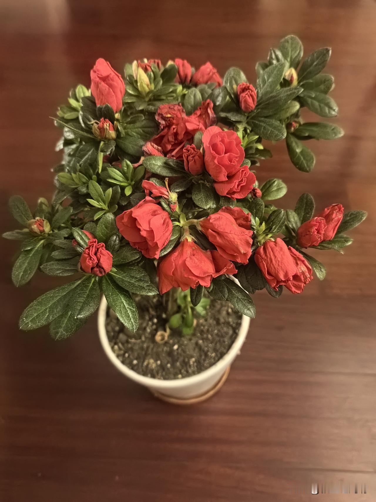 这是春节时网上买的杜鹃花，知道此花难养，买来时格外小心地移栽在白瓷盆里，知道它喜