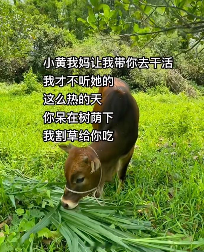 果然只有同类才会共情同类​​​