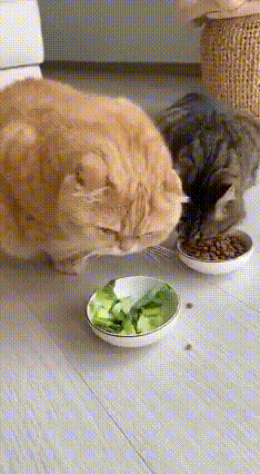 你见过为了一口猫粮，直接掀翻两碗饭的橘猫吗？主人投喂现场上演“双标”名场面