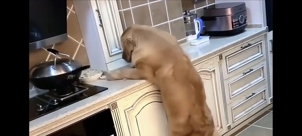 狗患是一个广泛的概念，它既包括各类犬只对广大人民群众造成的心灵、肉体、环境等方面