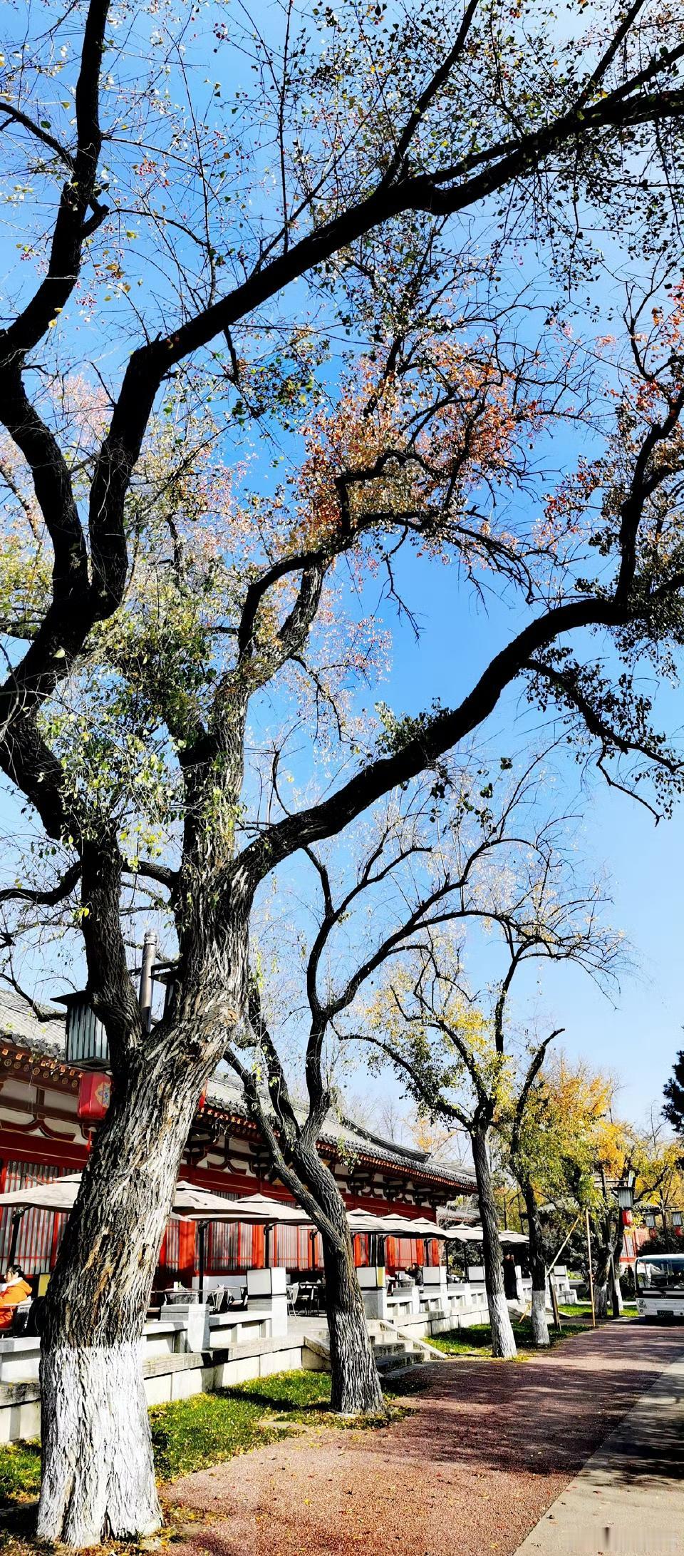 站在一个角落里，悄悄成为这个世界的一部分。​​​春天就这样悄悄的，悄悄的就来到