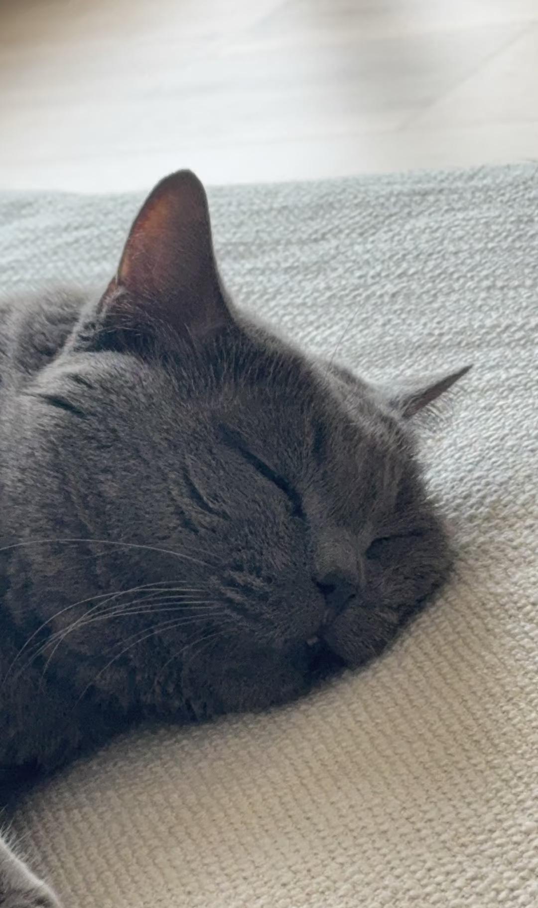 王曼昱拍摄的慵懒睡觉小肥猫！和曼昱一样可爱！能够有耐心看着猫咪睡觉，还拍下来这