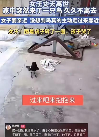 “这下彻底解释不清楚了。”7月发布，山东，女子丈夫离世，家中突然来了一只鸟，久久
