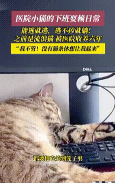 太萌了！山东烟台某医院养了只6年“编外员工”流浪猫，一到下班时间就开始躲猫猫，能