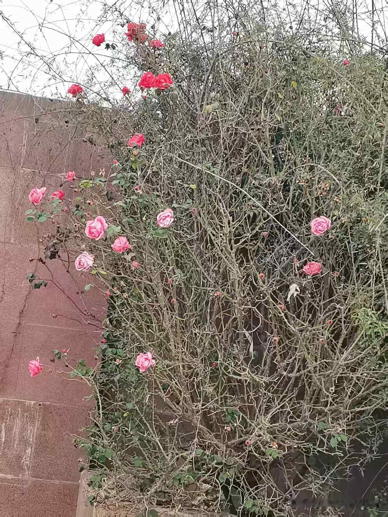 偶遇这冬日里的月季花，也太会“撑场面”了！满枝桠都是干巴巴的细枝条，看着都萧瑟，